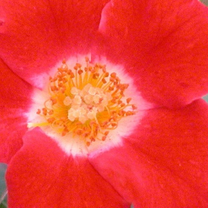 Szkółka róż - róże rabatowe floribunda - czerwono - biały  - Rosa  Eye Paint - róża z dyskretnym zapachem - Samuel Darragh McGredy IV - Zalecana jest na skraje klombów oraz jako żywopłot.